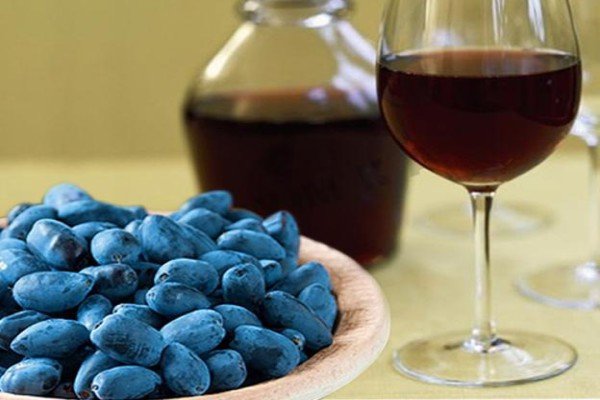 Садова рослина жимолость: що ми знаємо про чагарнику