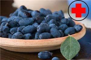 Жимолость: корисні властивості, протипоказання та можливості використання