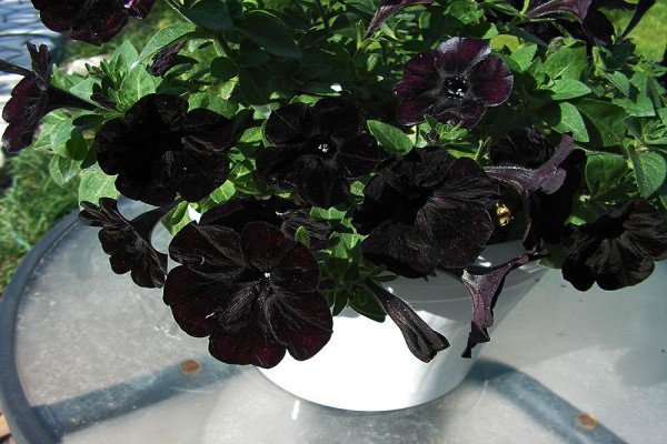 Петунії серії Софістика — рясноквітучі рослини унікальною забарвлення з запашним ароматом