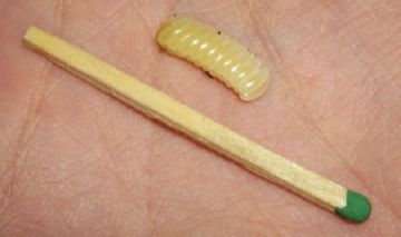 Звідки беруться таргани в квартирі