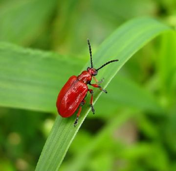 Трещалка: спаржева, лилейная і цибульна різновиди та заходи боротьби з ними