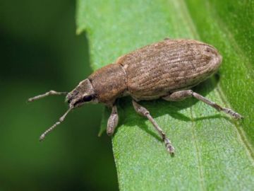 Чорний довгоносик: опис, види, методи профілактики та боротьби з ним