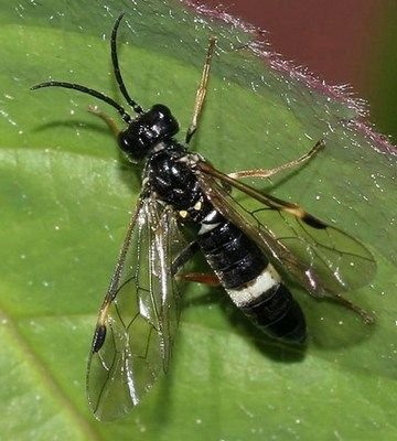 Суничний кліщ і його друзі шкідники суниці