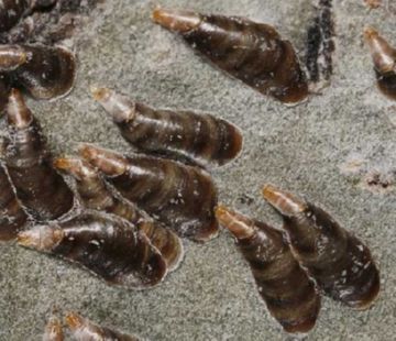 Грушевий квіткоїд та інші шкідники: рятуємо груші