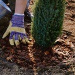 Найпопулярніші сорти туї східної — Біота і Гармонія: характерні особливості та правила догляду