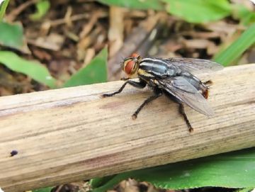 Овод – опис комахи і наслідки укусу