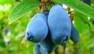 Які сорти жимолості підходять для Ленінградської області: докладний опис видів