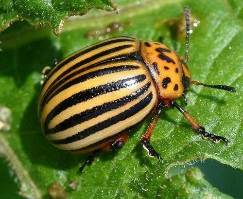 Табу від колорадського жука – характеристика та правила використання