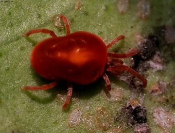 Павутинний кліщ на кімнатних рослинах і найдієвіші методи боротьби з ним