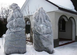 Туя: особливості посадки, правила догляду та підготовка кущів до зими