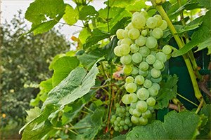 Вирощування гладіолусів: посадка і догляд у відкритому грунті, строки і схема посадки, коли викопувати гладіолуси, особливості зберігання цибулин, фото