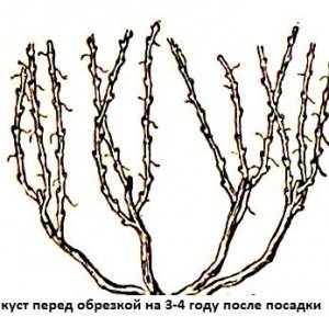 Способи формування виноградного куща
