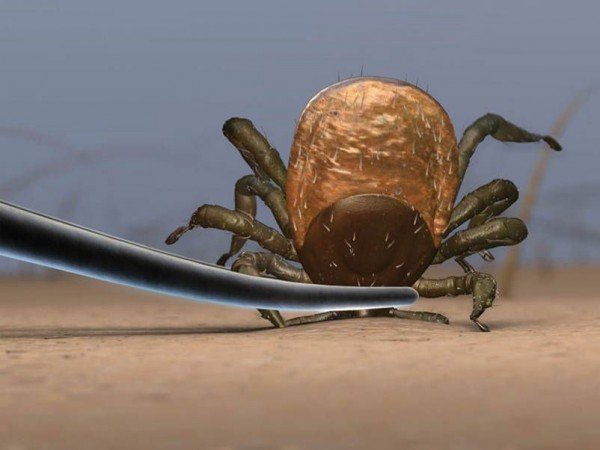 Акарицидну обробка проти кліщів: запобіжні заходи і ціна