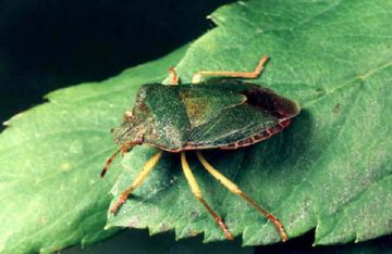 Травяний клоп, семяеды і паломена зелена   найнебезпечніші вороги буркуну