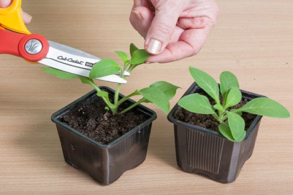 Чому падає розсада петуній: причини, їх усунення та поради експертів щодо захисту сходів від хвороб