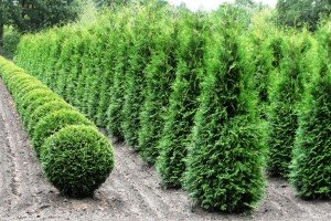 Туя Холмструп: основні характеристики, особливості посадки і рекомендації по догляду