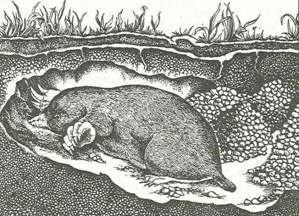 Як боротися з кротами: докладний опис безлічі способів