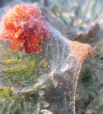 Павутинний кліщ на кімнатних рослинах і найдієвіші методи боротьби з ним