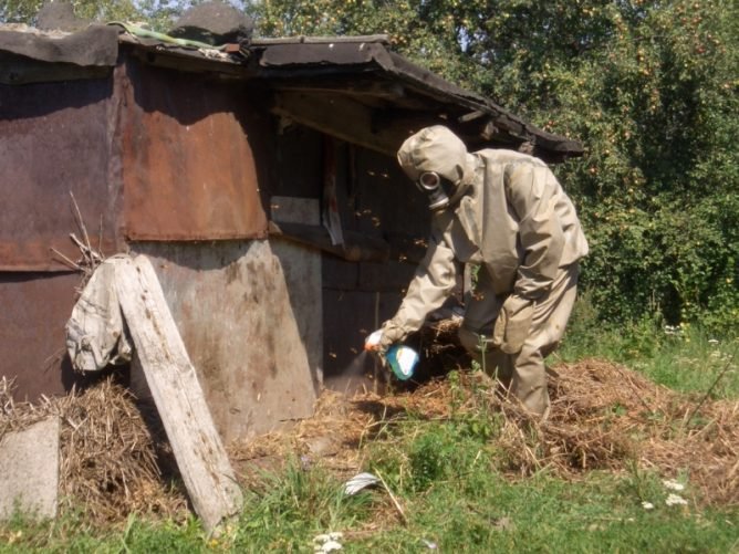 Як знищити осине гніздо і не бути покусаным