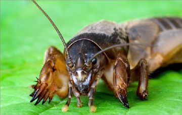 Шкідники городу   шкідливі комахи на городніх расениях