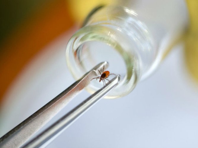 Укус кліща: як витягнути і що робити далі