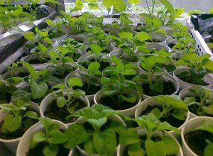 Підгодівля петунії в домашніх умовах: вибираємо добрива для насіння і розсади грамотно