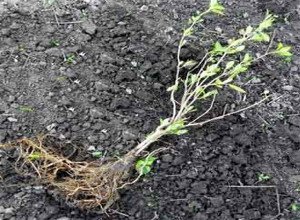 Гортензія деревоподібна сорту «Анабель» — невибагливий чагарник з великими суцвіттями для посадки в саду