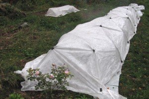 Підготовка рослин до зими: обрізка, укриття та інші прийоми захисту від холоду, рекомендації фахівців і фото