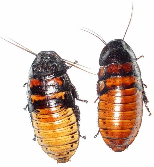 Мадагаскарський тарган – невибаглива екзотика у вашій квартирі