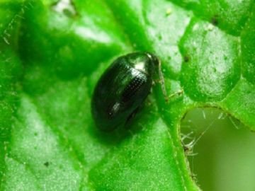 Як виглядають земляні блохи і чи можуть вони покусати людей