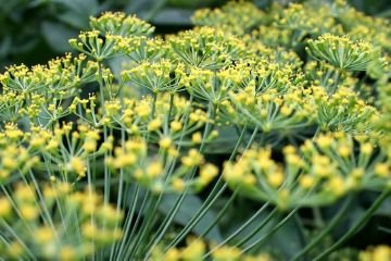 Теплична білокрилка: небезпечний шкідник понад 600 рослин