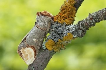 Лунка срібляста: ефективні заходи боротьби із шкідливою метеликом