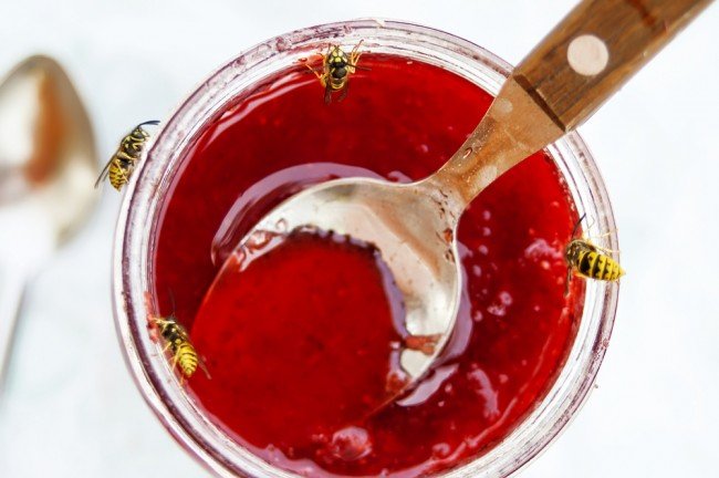 Укус оси: Чим небезпечний і як мінімізувати наслідки