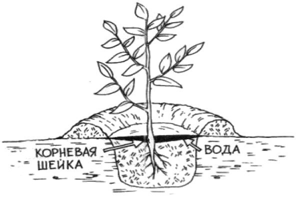 Вирощування сливи в саду: посадка, догляд та прийоми агротехніки для забезпечення високої врожайності