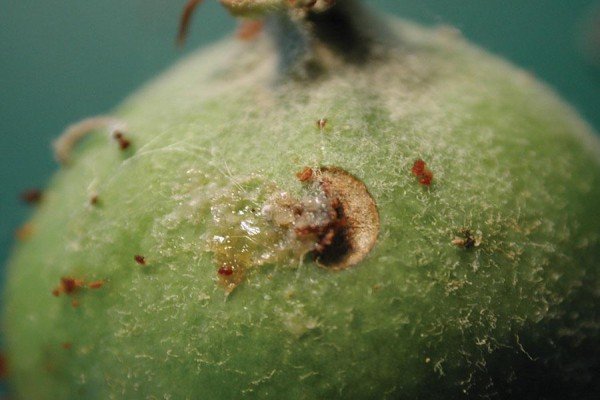 Вирощування сливи в саду: посадка, догляд та прийоми агротехніки для забезпечення високої врожайності