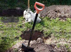 Вирощування сливи в Сибіру і на Уралі: огляд кращих сортів, поради по посадці та догляду