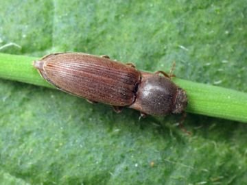 Смугастий ковалика на наших полях: опис та заходи боротьби