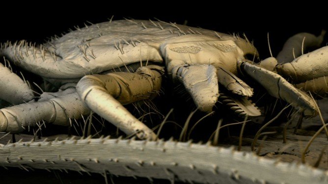 Як виглядає кліщ: повна інформація про кліщів