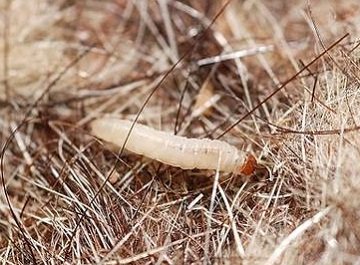 У шафі зявилася міль? Ефективні засоби, які допоможуть зберегти ваші шуби та інші хутряні вироби