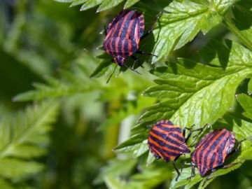 Клоп смугастик: італійська гроза садівників