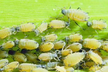 Опис найбільш поширених у Європі видів попелиці: персикова, побеговая, звичайна, картопляна та інші