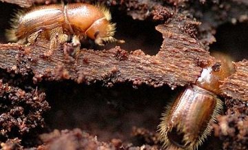 Шкідники лісу і методи боротьби з ними. Природні вороги деяких шкідливих комах