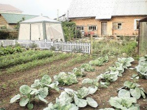 Сівозміни овочевих, плодово ягідних і квіткових культур на дачній ділянці: таблиці, схеми, кращі попередники