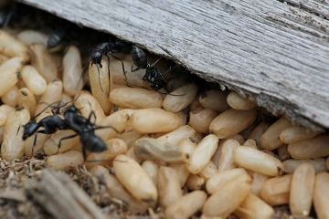 Мураха лісової: користь чи шкода