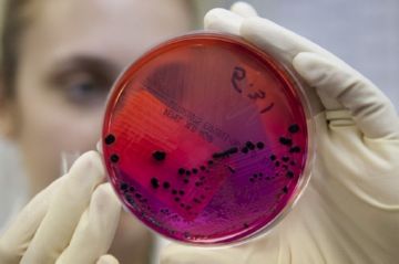 Як блохи різних видів кусають людину