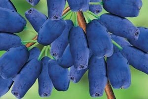 Жимолость для вирощування в Сибіру: опис сортів, рекомендації по посадці і правила по догляду