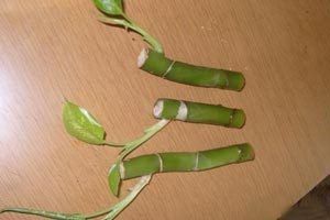 Кімнатна гортензія в домашніх умовах: рекомендації по посадці і поради по догляду