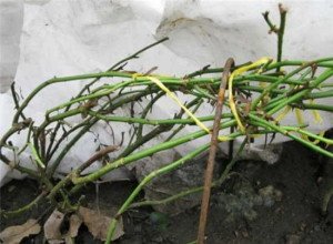 Розмноження плетистих троянд: ефективні методи отримання нових рослин і їх опис