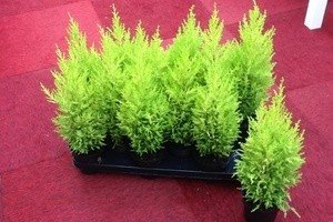 Обрізка туї навесні: опис і основні правила формування крони для пишного куща