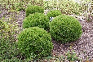 Кулясті туї — справжня прикраса садового ландшафту: опис сортів та особливості вирощування